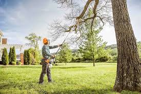 How Our Tree Care Process Works  in Beachwood, OH